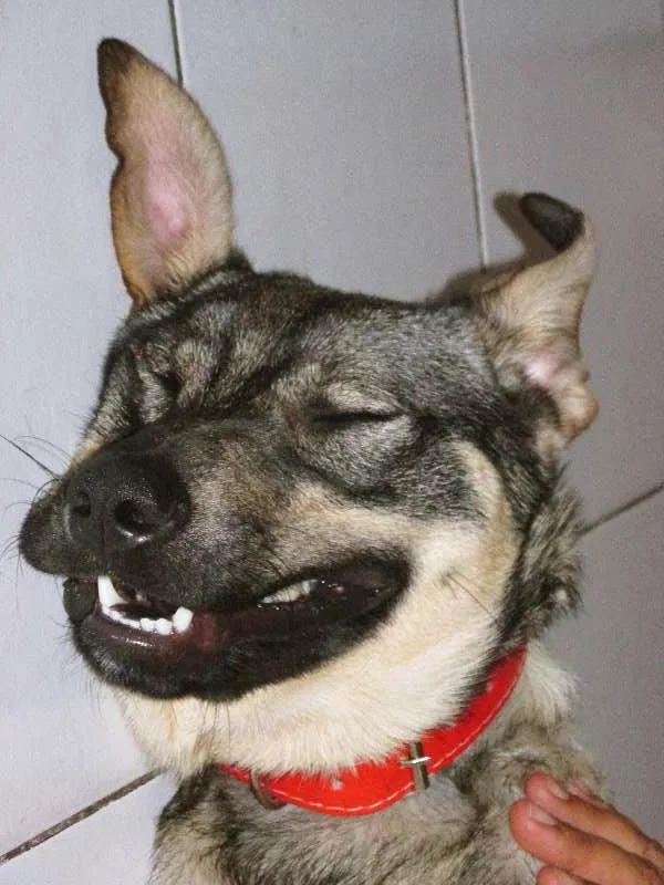 Cachorro ra a SRD idade 1 ano nome Kinder