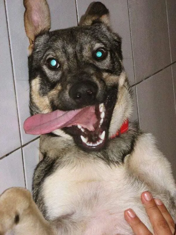 Cachorro ra a SRD idade 1 ano nome Kinder