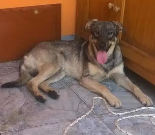 Cachorro ra a SRD idade 1 ano nome Kinder