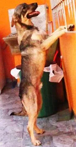 Cachorro ra a SRD idade 1 ano nome Kinder