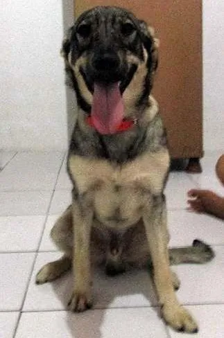 Cachorro ra a SRD idade 1 ano nome Kinder