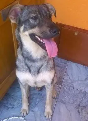 Cachorro ra a SRD idade 1 ano nome Kinder