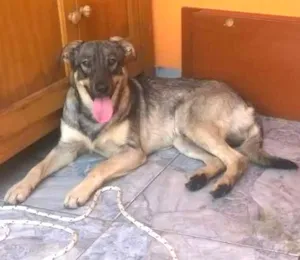Cachorro raça SRD idade 1 ano nome Kinder