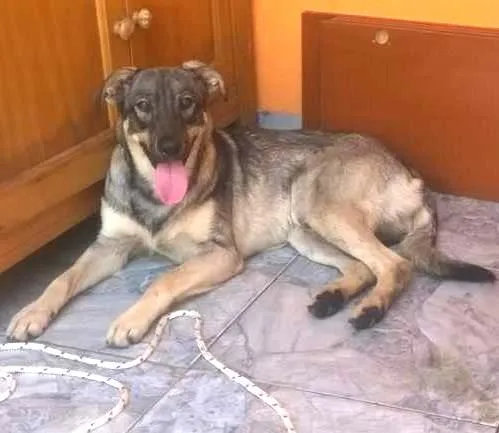Cachorro ra a SRD idade 1 ano nome Kinder