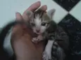 Nenem