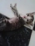 Nenem