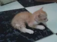 Nenem