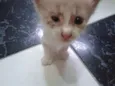 Nenem