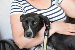 Cachorro raça srd idade 2 a 6 meses nome Nankim
