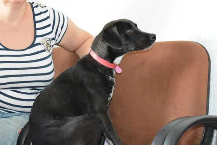 Cachorro ra a srd idade 2 a 6 meses nome Nankim