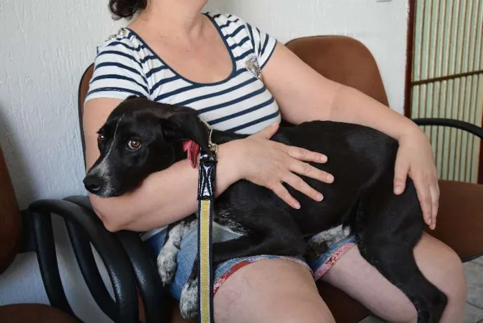 Cachorro ra a srd idade 2 a 6 meses nome Nankim