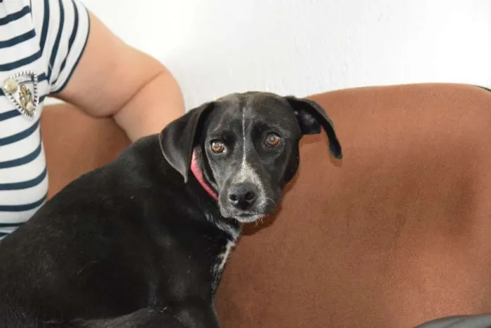 Cachorro ra a srd idade 2 a 6 meses nome Nankim