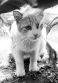 Tandy