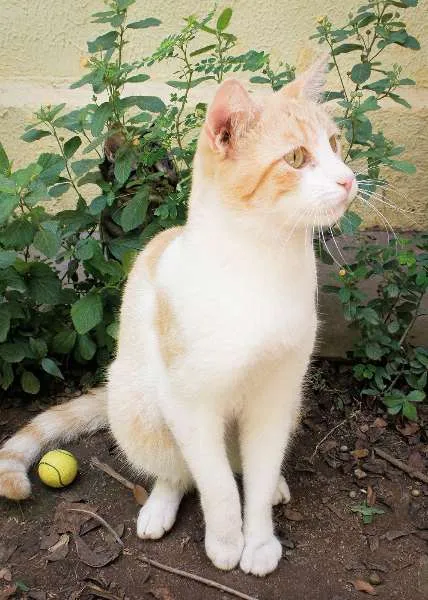 Gato ra a SRD idade 7 a 11 meses nome Tandy