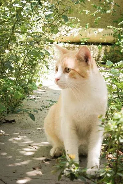 Gato ra a SRD idade 7 a 11 meses nome Tandy