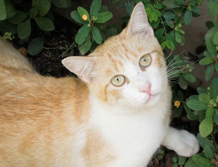 Gato ra a SRD idade 7 a 11 meses nome Tandy