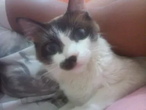 Gato raça Indefinida idade 2 anos nome Lola