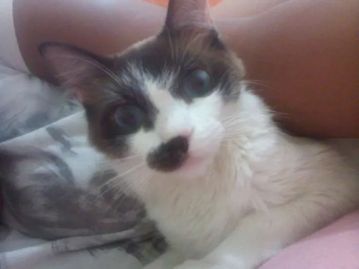 Gato ra a Indefinida idade 2 anos nome Lola