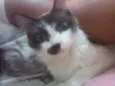 Lola