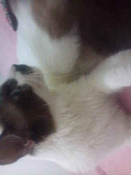 Gato ra a Indefinida idade 2 anos nome Lola