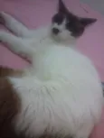 Lola