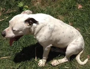 Cachorro raça Pit-Bull idade 2 anos nome Pity