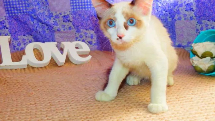 Gato ra a siammês SRD idade 2 a 6 meses nome Gandalf
