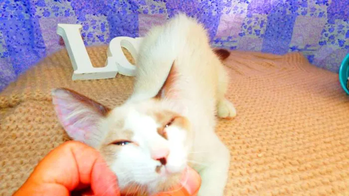 Gato ra a siammês SRD idade 2 a 6 meses nome Gandalf