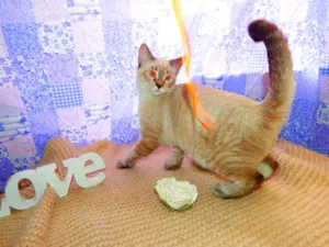 Gato raça Felino SRD idade Abaixo de 2 meses nome Mingau