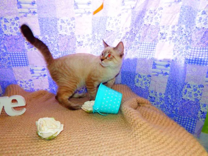 Gato ra a Felino SRD idade Abaixo de 2 meses nome Mingau