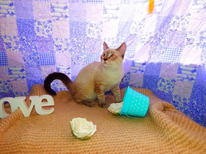 Gato ra a Felino SRD idade Abaixo de 2 meses nome Mingau