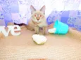 Mingau