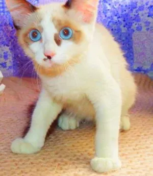 Gato raça siammês SRD idade 2 a 6 meses nome Gandalf