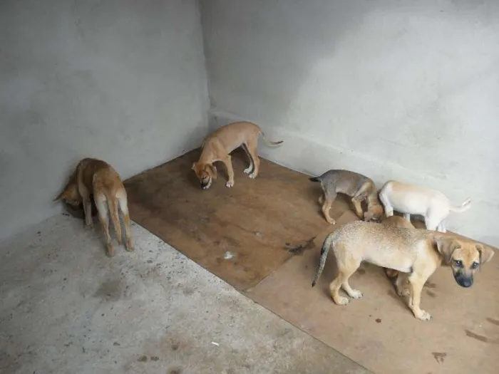 Cachorro ra a SEM RAÇA DEFINIDA idade 2 a 6 meses nome SEM NOMES