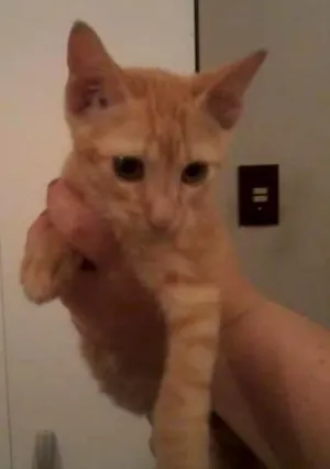 Gato raça  idade 2 a 6 meses nome Gatinhos