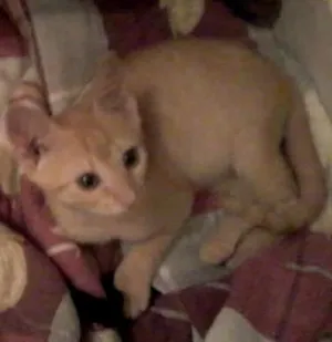 Gato raça  idade 2 a 6 meses nome Gatinhos