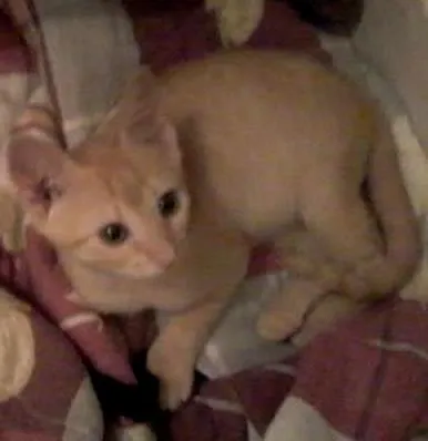 Gato ra a  idade 2 a 6 meses nome Gatinhos