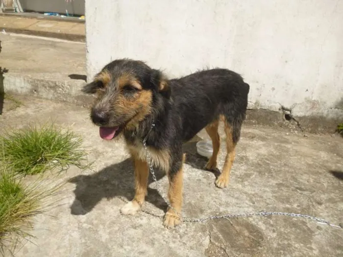 Cachorro raça SRD idade 4 anos nome amigo