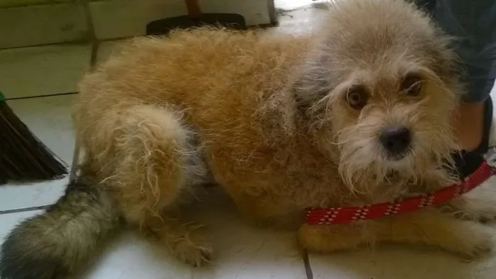 Cachorro ra a ndf idade 6 ou mais anos nome Carlita