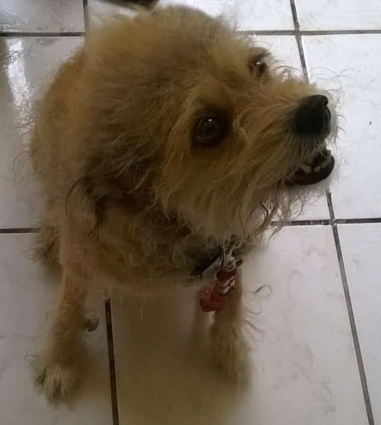 Cachorro ra a ndf idade 6 ou mais anos nome Carlita