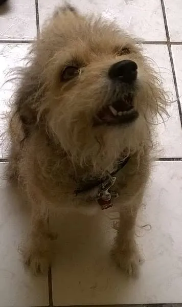 Cachorro ra a ndf idade 6 ou mais anos nome Carlita