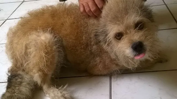 Cachorro ra a ndf idade 6 ou mais anos nome Carlita