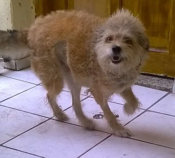 Cachorro ra a ndf idade 6 ou mais anos nome Carlita