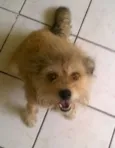 Carlita