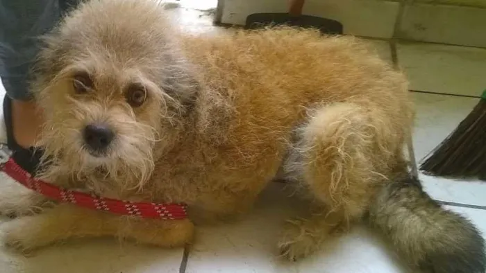 Cachorro ra a ndf idade 6 ou mais anos nome Carlita