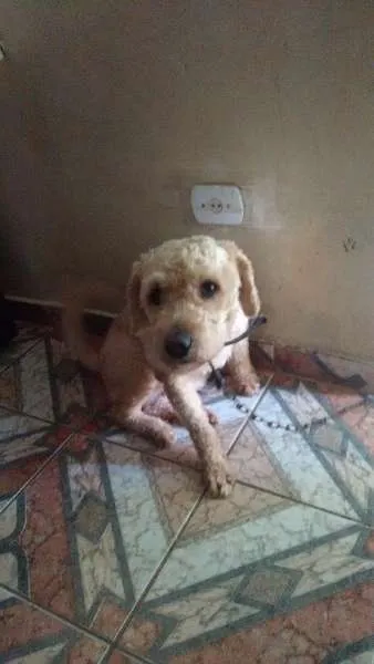 Cachorro ra a pood idade 2 anos nome thor