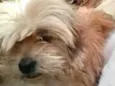 Toby