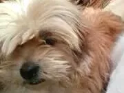 Cachorro raça Poodle idade 3 anos nome Toby