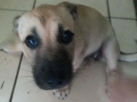 Cachorro ra a desconhecida idade Abaixo de 2 meses nome Laica