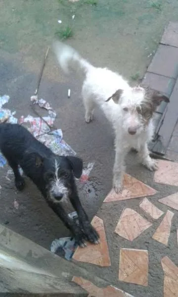 Cachorro raça viralata idade 2 a 6 meses nome sem nome
